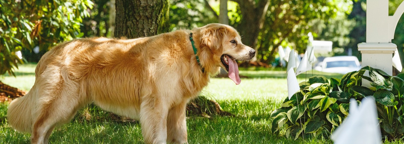 DogWatch of the Western Slope & Southern Utah, Paonia, Colorado and Utah | Outdoor Hidden Dog Fences Slider Image